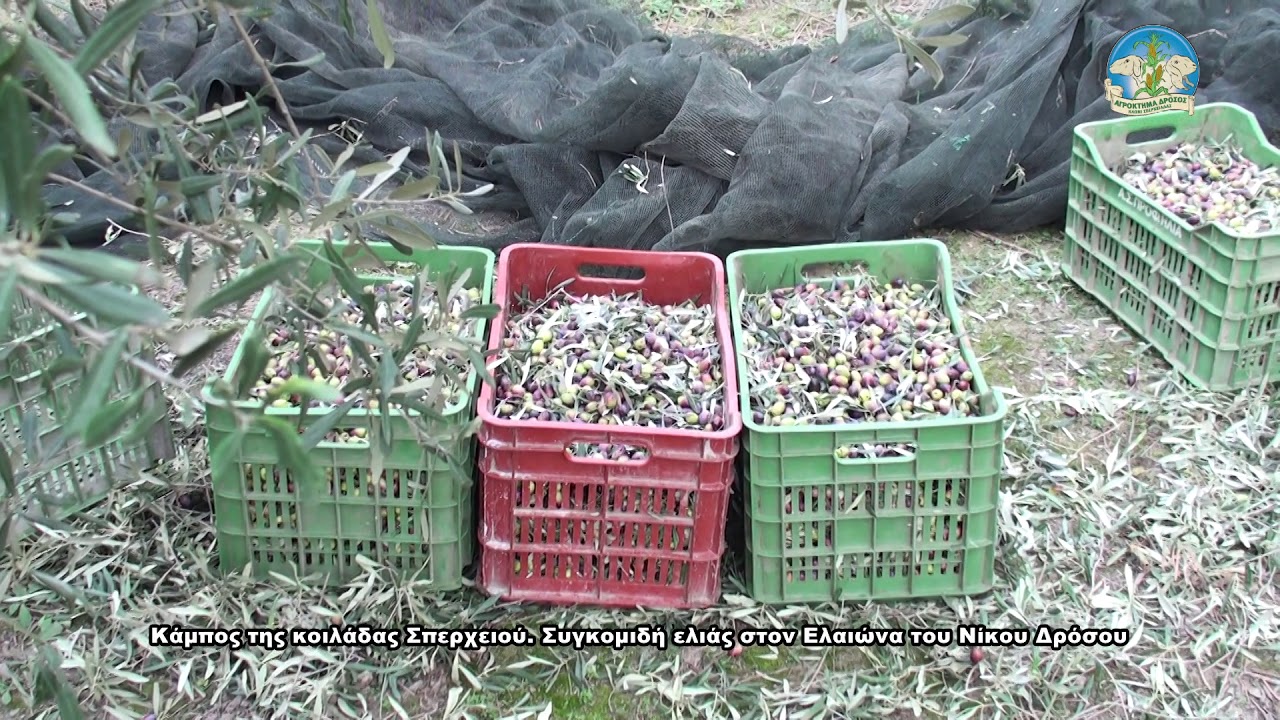 Συγκομιδή ελιάς στον Ελαιώνα του Νίκου Δρόσου