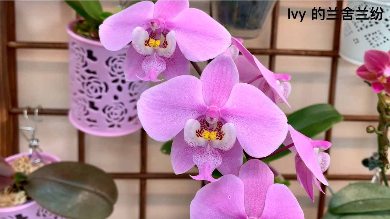 蘭花（111）（國語）原生種蝴蝶蘭中的珍品：西蕾麗Phalaenopsis