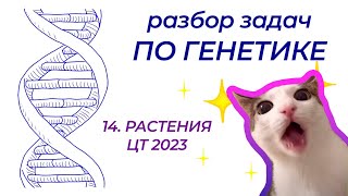 Разбор задачи по генетике из ЦТ 2023 года