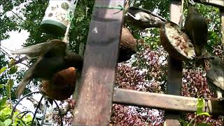 COCONUT BIRD FOOD FOR STARLINGS#COCONUT#STARLINGS
