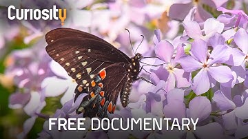 The Effects Of Declining Insect Populations | Bright Now