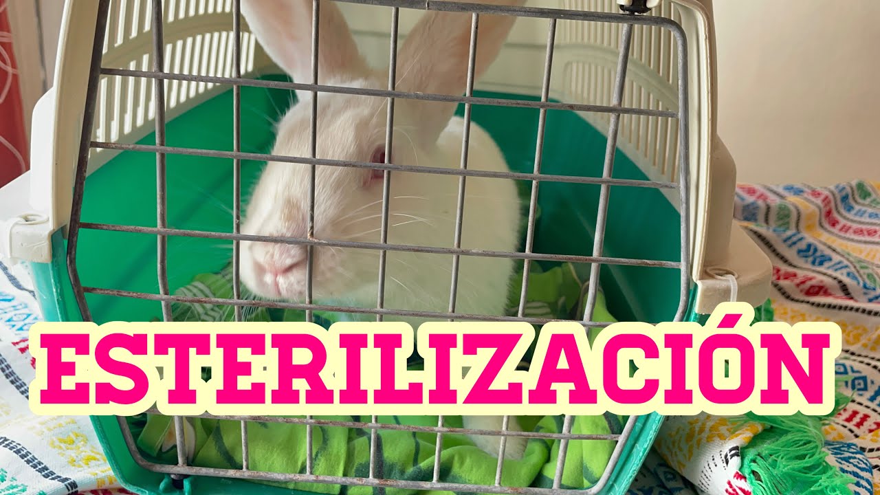 ESTERILIZACION DE UNA CONEJA part 1
