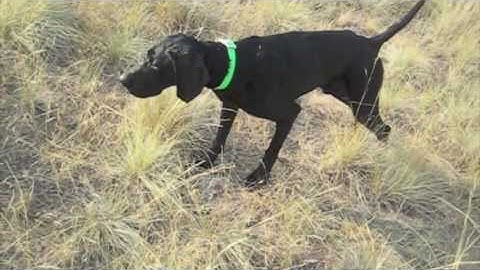 Black GSP Hunting Dog in Training at Reliable Kennels, Yakima, Washington