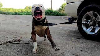 Pitbull Attack  Highly Aggressive Pitbull Tiger