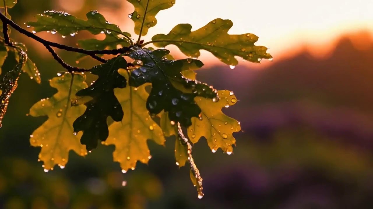 LIVE 🌿 Forest Ambience ASMR Stream with Wild Birds and River Sounds for Calm|