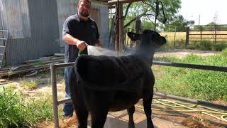 Halter breaking and washing tips
