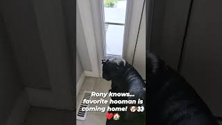 I know that sound… MY HOOMAN!” 🐶❤️😂#RonyTheKing #Pug #unconditionallove  #PugLove  #waitingforyou🐾❤️