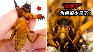 曾在農村泛濫的螻蛄，人送外號“土狗子”，為什么現在很少見了？