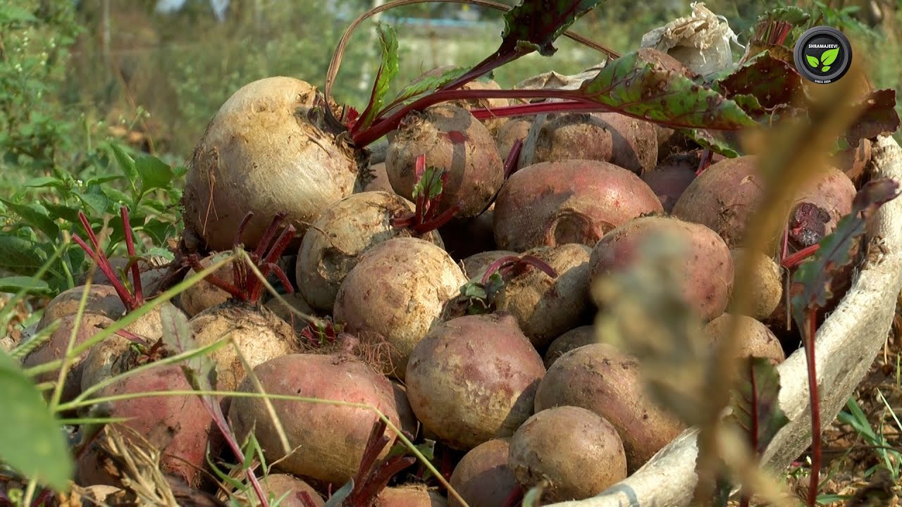 ಬೀಟ್ ರೂಟ್ ಬೇಸಾಯ, ಅನುಭವ - ಶ್ರೀ ಎಂ. ಎಂ. ಕುಮಾರ | Beetroot cultivation