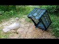 Very Amazing Bird Traps Using Plastic Basket