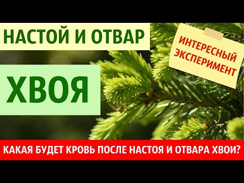 Кровь после настоя и отвара хвои