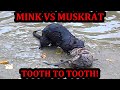 Spark Going Tooth to Tooth with a Muskrat!