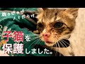 [野良子猫保護①]顔がカピカピ、痩せ細った虫だらけの子猫を家の裏で保護しました。速攻お風呂へドボン。