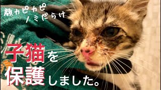 [野良子猫保護①]顔がカピカピ、痩せ細った虫だらけの子猫を家の裏で保護しました。速攻お風呂へドボン。