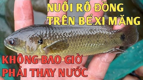 Kỹ thuật nuôi rô đồng trong bể xi măng hiệu quả. Không cần thay nước
