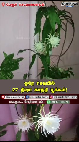 ஒரே செடியில்… 27 நிஷா காந்தி பூக்கள்!