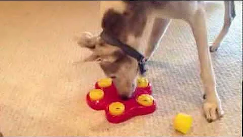 An Old Greyhound Has Fun with a New Trick!