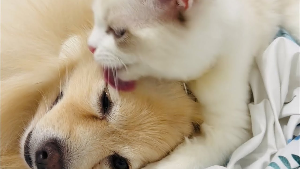 cat-licking-dog-jake-v-are-best-friends-youtube