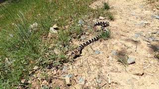 Kingsnake Gene Burnett