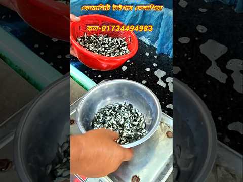 কোয়ালিটি টাইগার তেলাপিয়া মাছের পোনা পাওয়া যায়।।