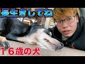 【愛犬の誕生日】めちゃくちゃ長生きしてます