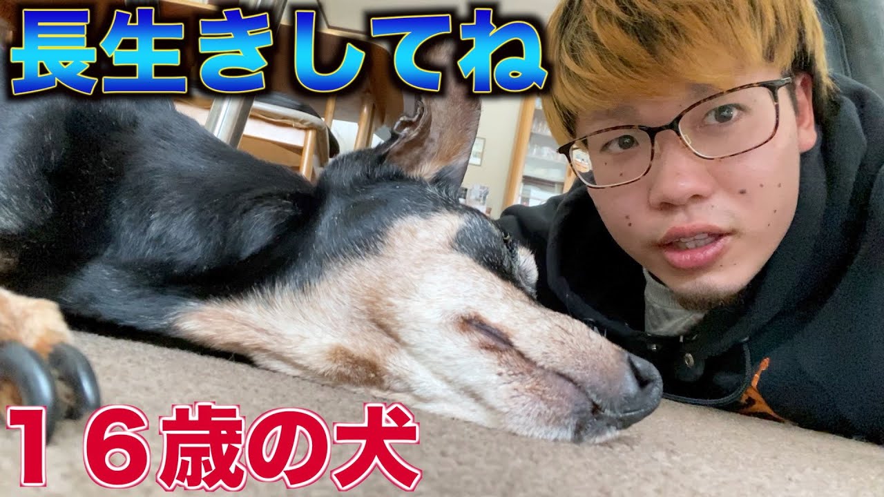 だい マナル隊 Youtube Channel Analytics And Report Powered By Noxinfluencer Mobile