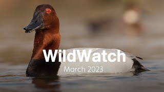 Redhead vs. Canvasback | March 2023