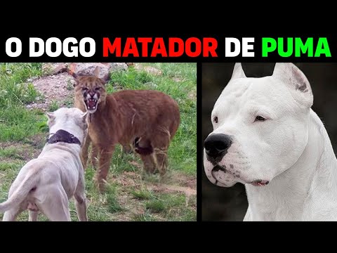 Vídeo: Cães na Argentina são mais do que solitários