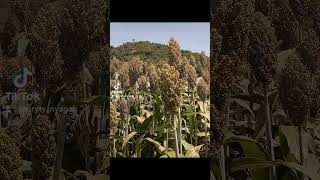 The song that sorghum farmers are dancing to, MTAMA NI MALI!!!!