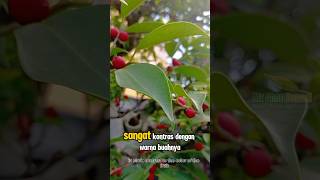 Sangat Kontras Warna Buah Batang Dan Daun Pohon Bonsai Beringin Arjuna