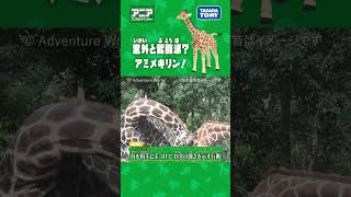 【アニア研究所】　意外と武闘派!?アミメキリン!　#アニア #タカラトミー #shorts #アドベンチャーワールド