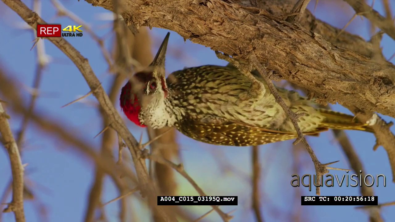 Golden-tailed woodpecker | 4K UltaHD Stock Footage