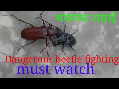 Beetle fighting.