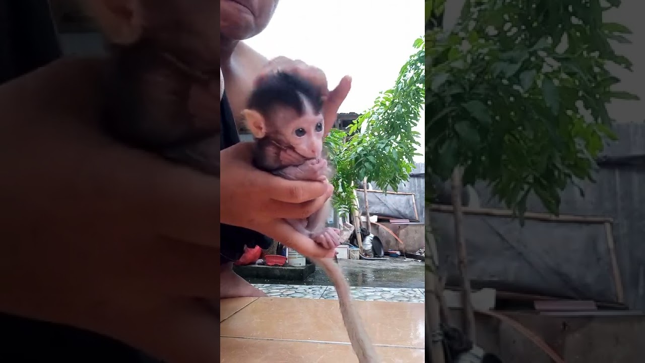 monyetnya lucu banget gaes