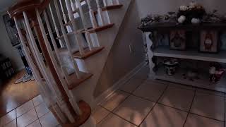Luna AKC Virtual Scent Work Beginner Test 2
