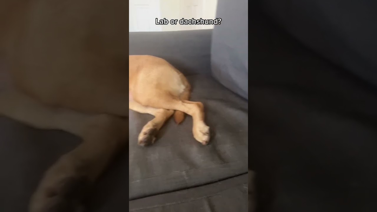 Lab or dachshund? 