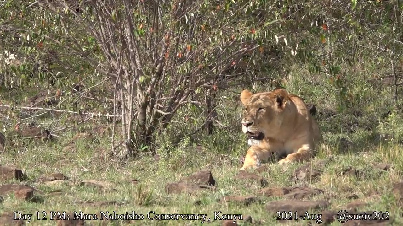 African Safari - 2021 day 12 PM - Mara Naboisho Conservancy, Kenya (full length)