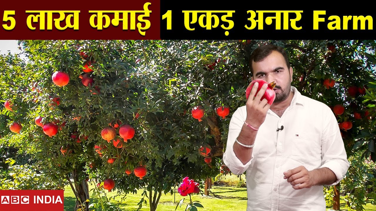 5 लाख Per Acre कमाई | aanar ki kheti | Pomegranate Farming | Best Income farming | अनार की खेती