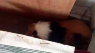 Jouer A Cache Cache Avec Un Cobaye