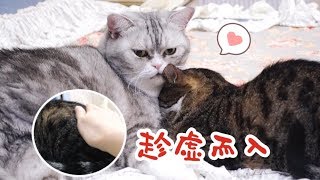 流浪猫被救助后抗拒与人类亲近，两年后终于肯接受主人抚摸，好软萌 ｜李喜猫