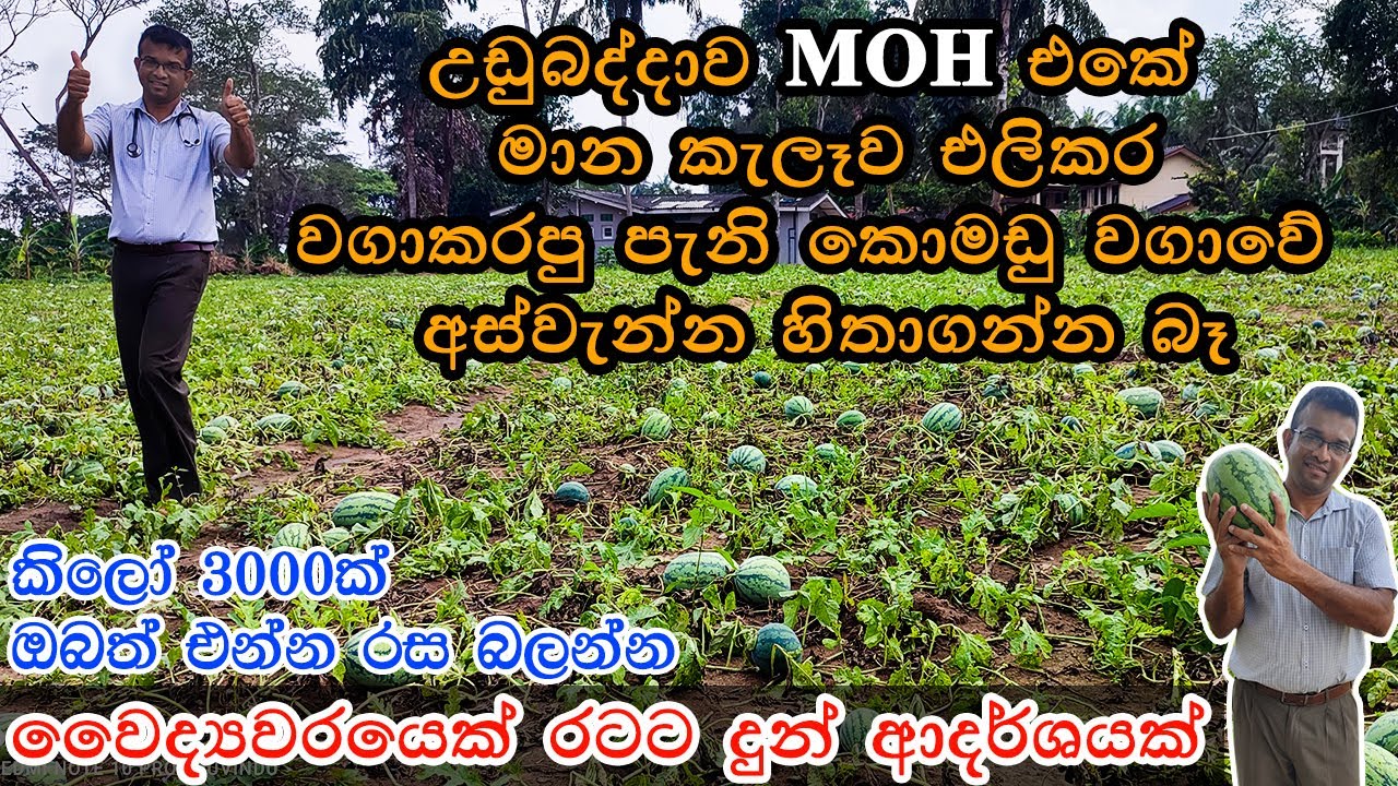 උඩුබද්දාව MOH එකේ අක්කර 5ක කොමඩු වගාව 5 Acres Watermelon Plantation at Ubuddawa MOH komadu wagawa