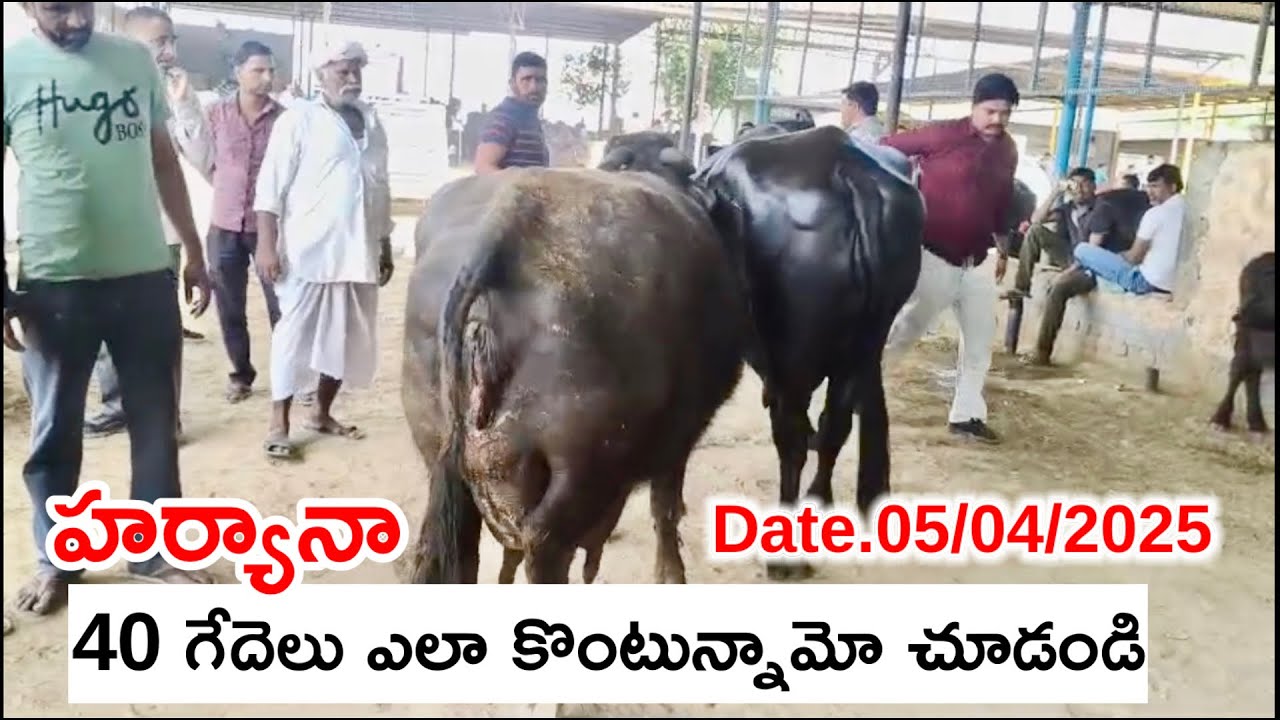 హర్యానా నుండి తెలంగాణ ఆంధ్ర వెళ్తున్న 40 ముర్రా జాతి గేదెలు..|Hyderabad murrah buffalo|