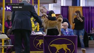 shiba inu show dog