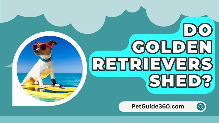 Do Golden Retrievers Shed? - PetGuide360.com