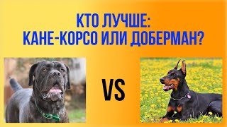 Доберман или Кане Корсо - какая порода лучше? Кого выбрать? Сравнение пород. Рубрика #ВыборСобаки