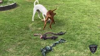 BCSO: Bondable Pup Bentley