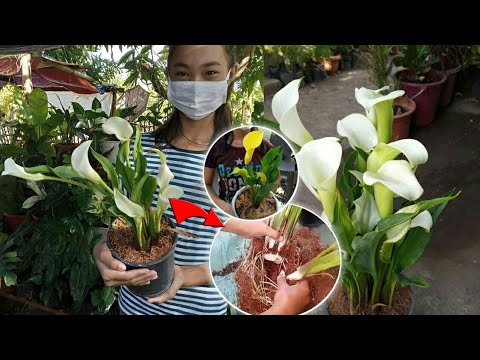 Video: Calla-lelie-afdeling: wanneer en hoe om 'n Calla-lelieplant te verdeel