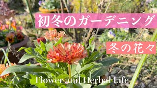 【初冬のガーデニング】冬の花壇に役立つ方法|癒されたこと