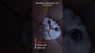 Ranking Best Cat Fails Ever 🔥 #funnycat #pets #shorts