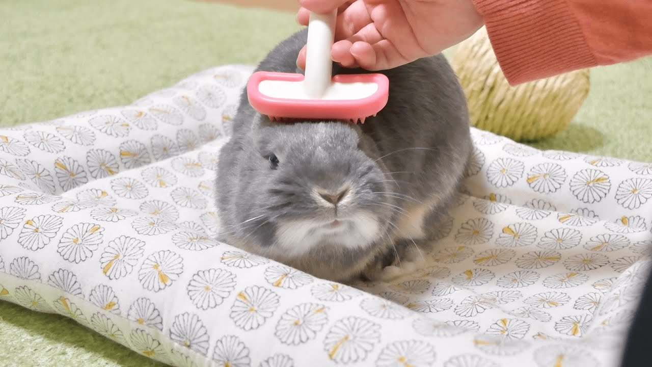 飼い主のブラシで笑顔になってしまううさぎはこちらです Youtube